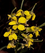 Erysimum capitatum 18-9409